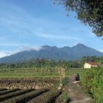 Keunikan Dadar Beredar Bogor: Antara Tradisi dan Modernitas