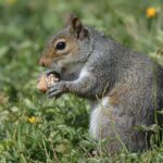 Review Menu Terfavorit di Dadar Beredar Cabang Bogor