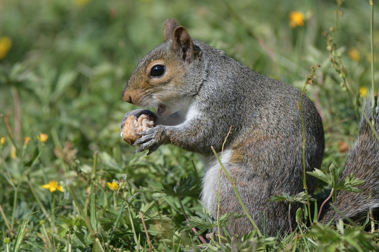 Review Menu Terfavorit di Dadar Beredar Cabang Bogor